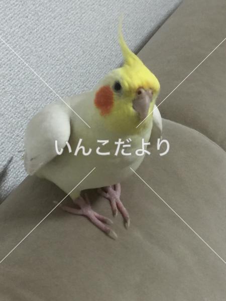 迷い鳥の写真