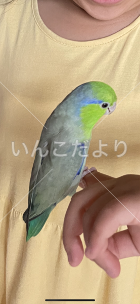 迷い鳥の写真