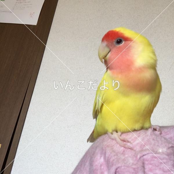 迷い鳥の写真