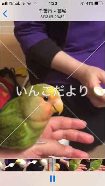 迷い鳥の写真