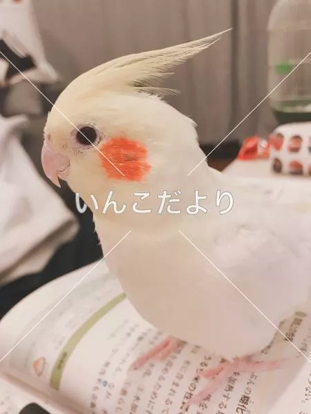 迷い鳥の写真
