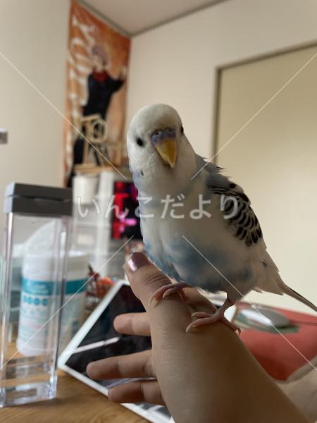 迷い鳥の写真