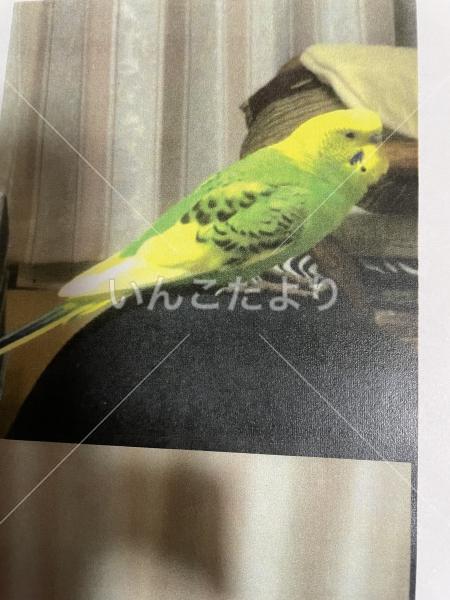 迷い鳥の写真