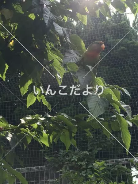 保護鳥の写真