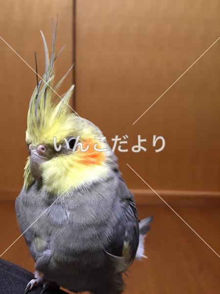 迷い鳥の写真