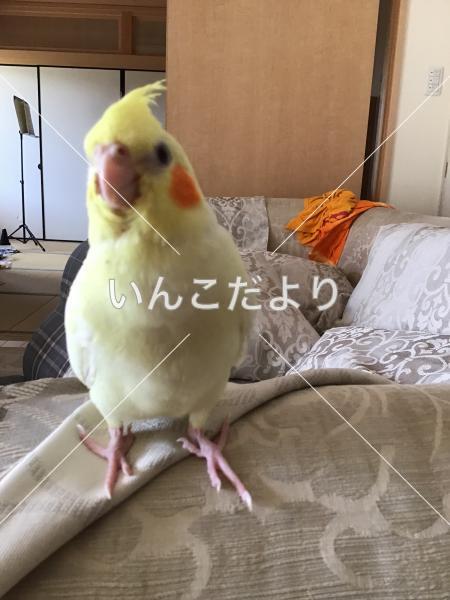 迷い鳥の写真