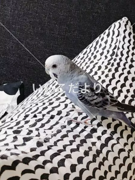 保護鳥の写真