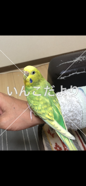 迷い鳥の写真