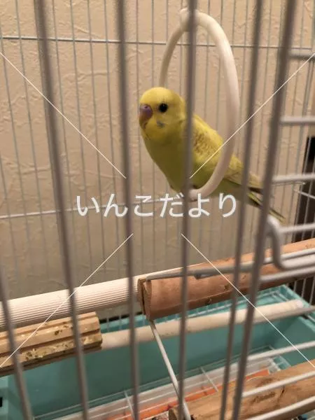 保護鳥の写真