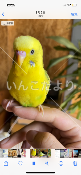 迷い鳥の写真