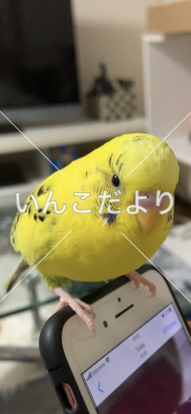 迷い鳥の写真