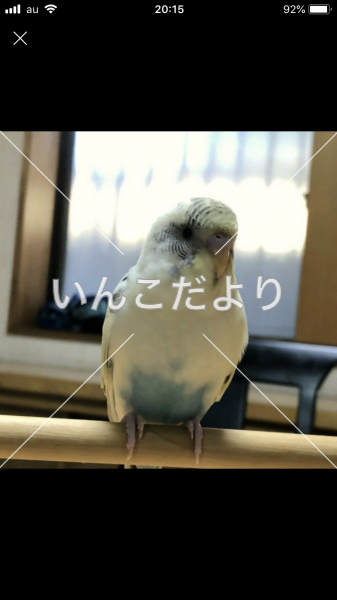 迷い鳥の写真