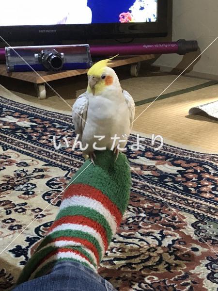 迷い鳥の写真