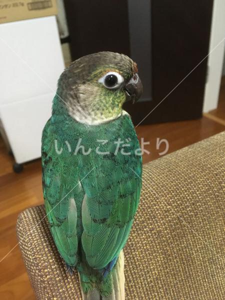 迷い鳥の写真