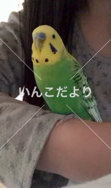 保護鳥の写真