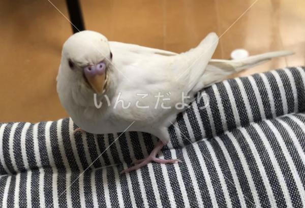 迷い鳥の写真