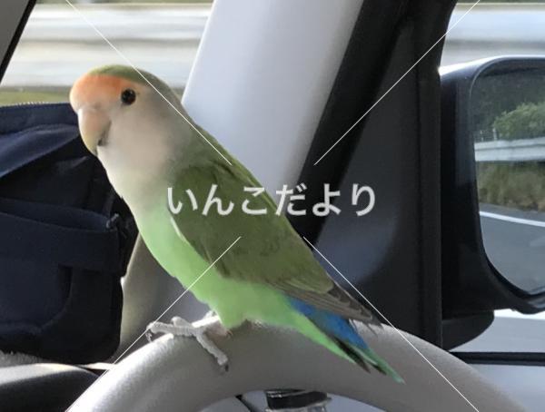 迷い鳥の写真