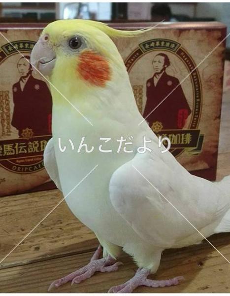 迷い鳥の写真