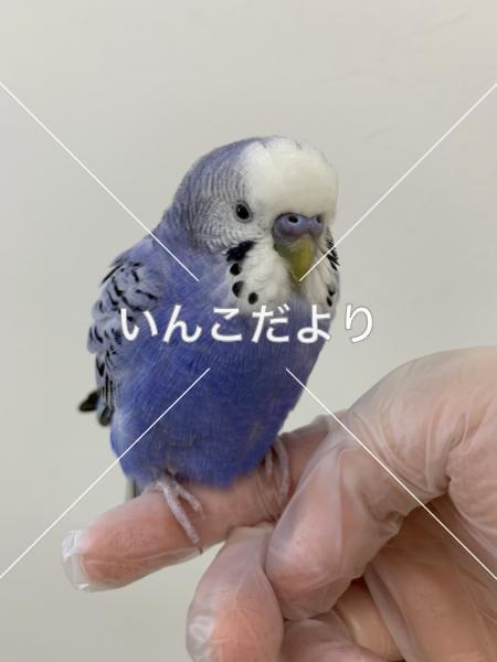 保護鳥の写真