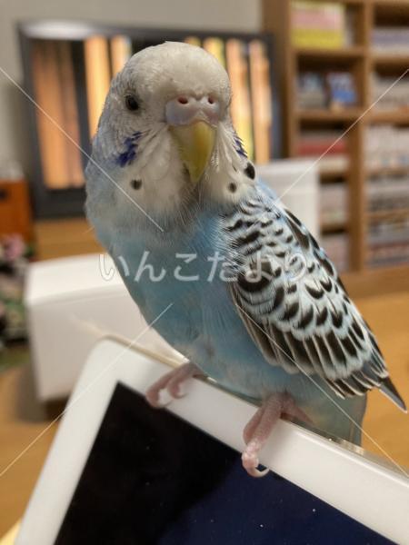 迷い鳥の写真