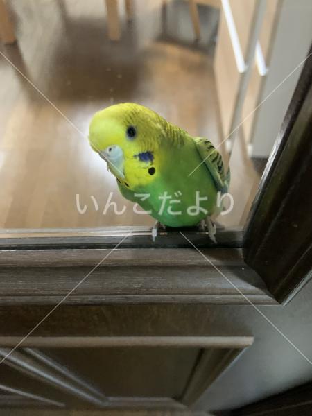 迷い鳥の写真