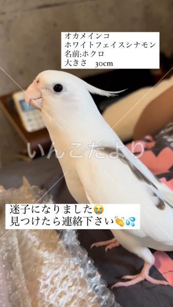 迷い鳥の写真