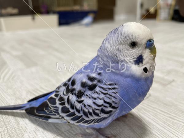迷い鳥の写真