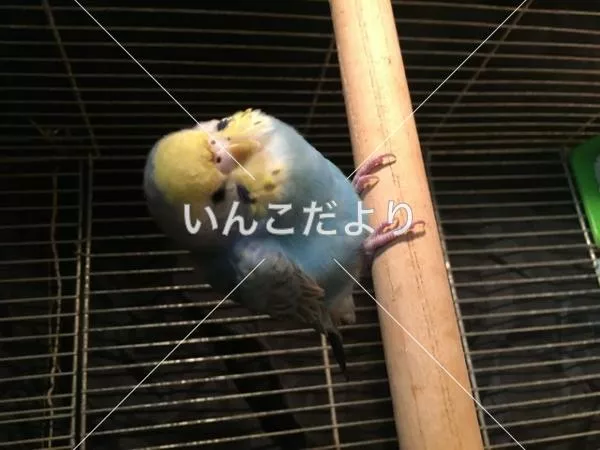 保護鳥の写真