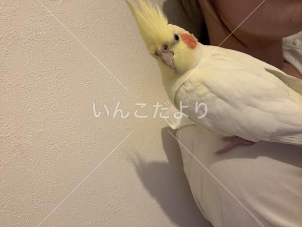 迷い鳥の写真