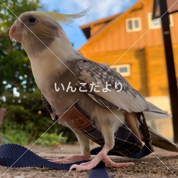 迷い鳥の写真