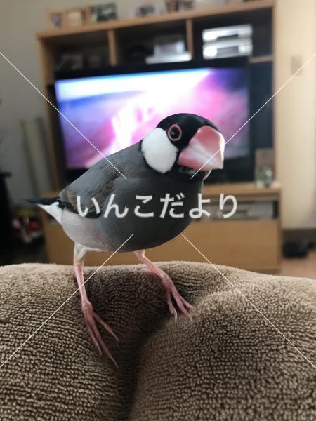 迷い鳥の写真