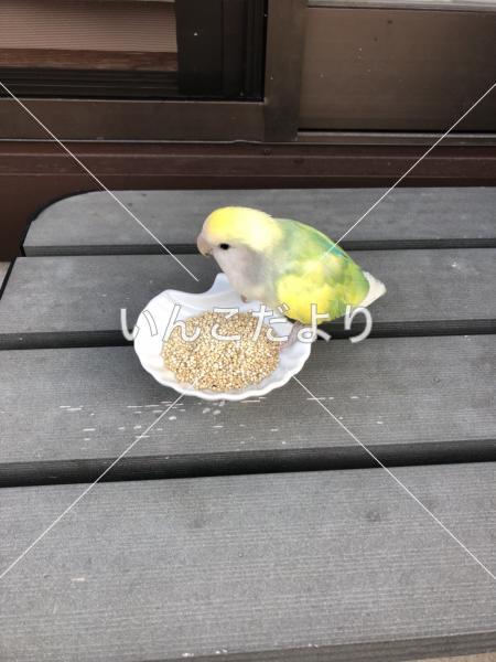 保護鳥の写真