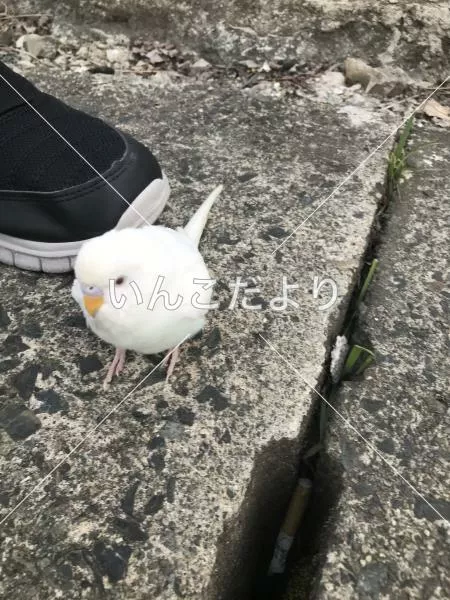 保護鳥の写真