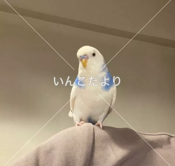 迷い鳥の写真