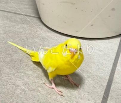 保護鳥の写真