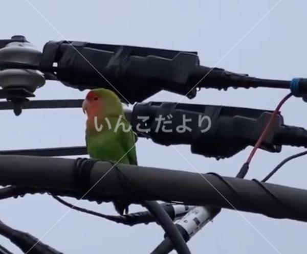保護鳥の写真