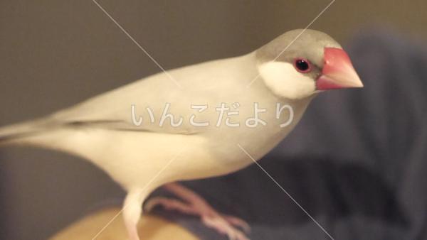迷い鳥の写真