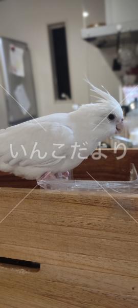 迷い鳥の写真