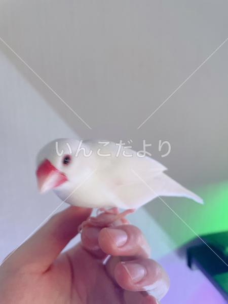 迷い鳥の写真