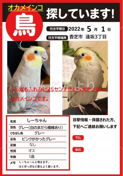 迷い鳥の写真
