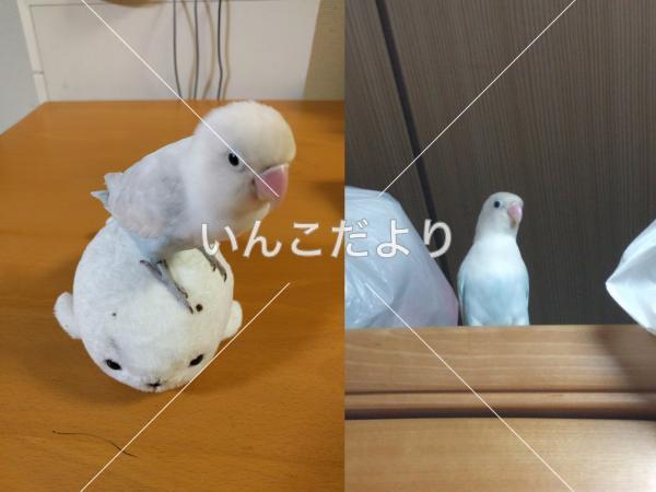 迷い鳥の写真