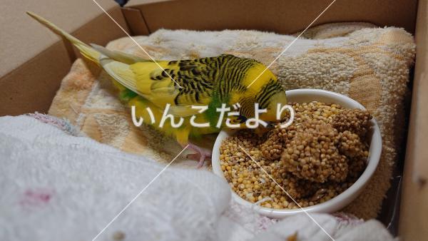 保護鳥の写真