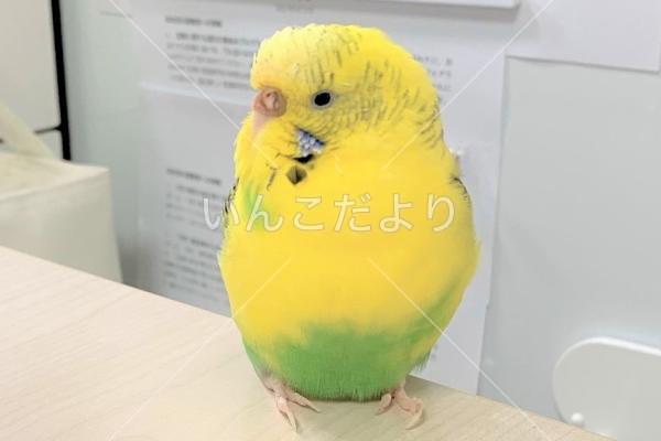 保護鳥の写真