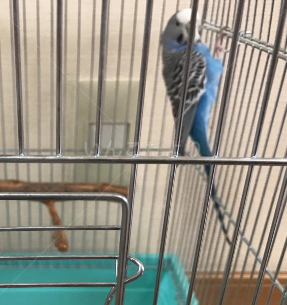 保護鳥の写真