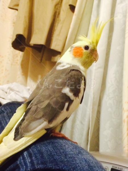 迷い鳥の写真