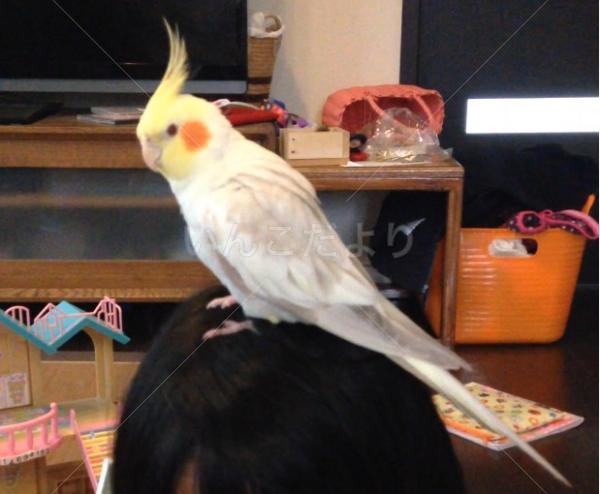 迷い鳥の写真