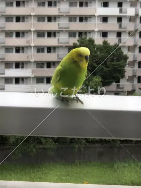 保護鳥の写真