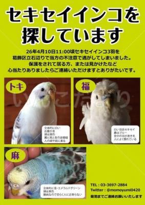 迷い鳥の写真