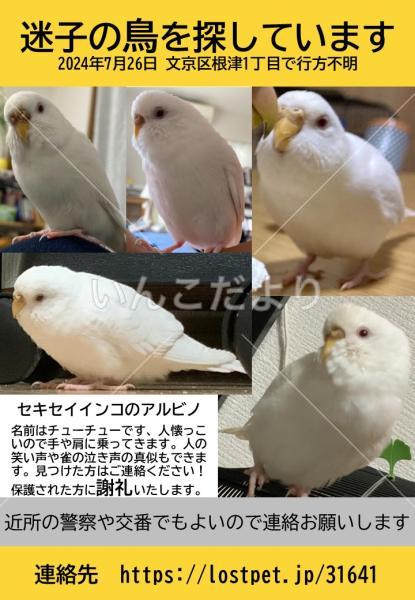 迷い鳥の写真