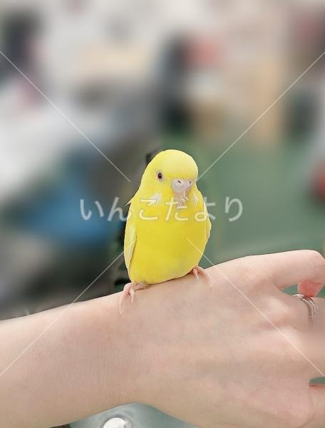保護鳥の写真